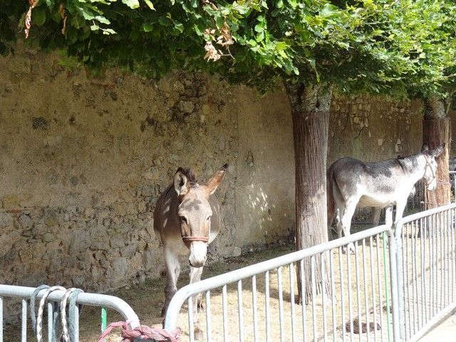 fete ane 2018 (14).JPG